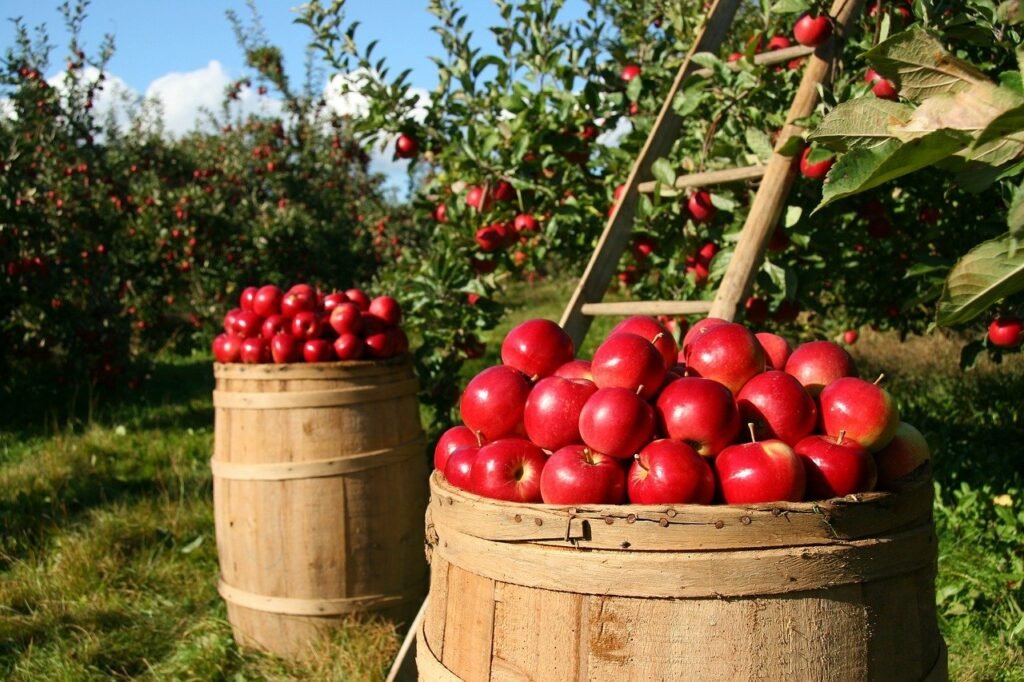 बिहार में सेब की खेती 